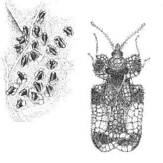 Figure 4. Eggs (left) and adult of the hawthorn lace bug. Not to