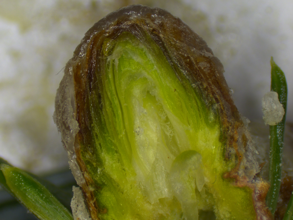 Cross-section of a healthy uninfested bud.