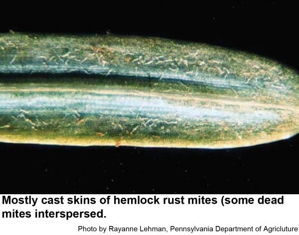 Mostly cast skins of hemlock rust mites (some dead mites interspersed).
