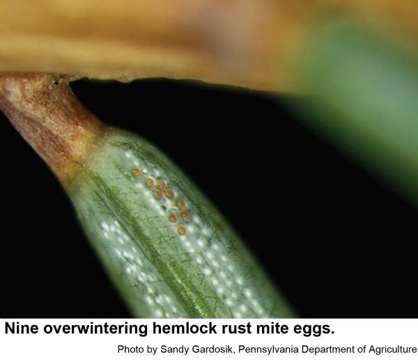 Nine overwintering hemlock rust mite eggs.