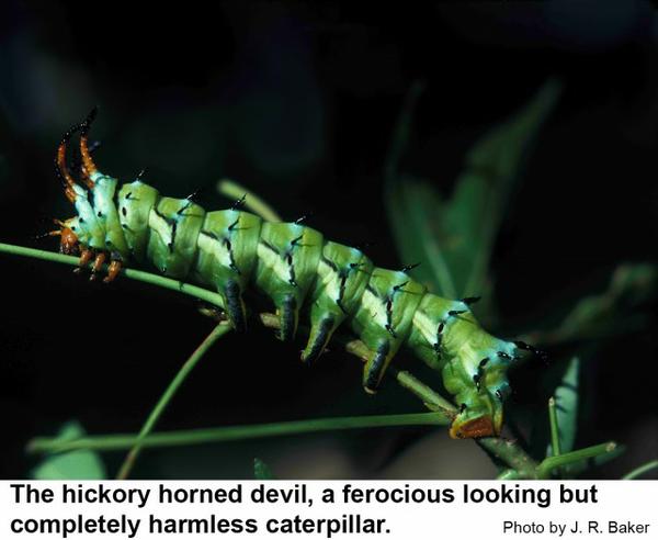 The hickory horned devil is our largest caterpillar.
