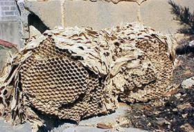 Exposed comb of hornet's nest.