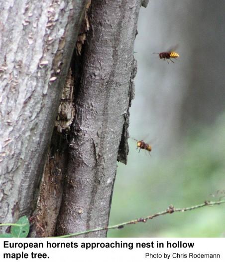 European hornets approaching their nest.