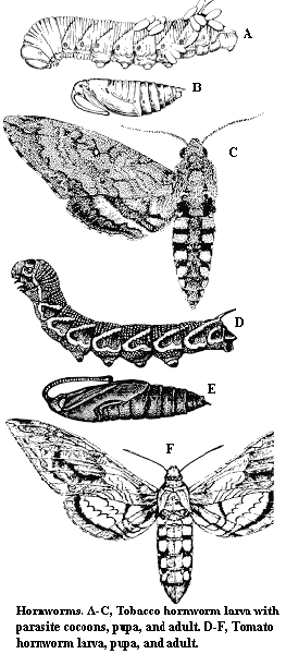 Tobacco hornworm: A. Larva with parasite cocoons. B. Pupa. C. Ad