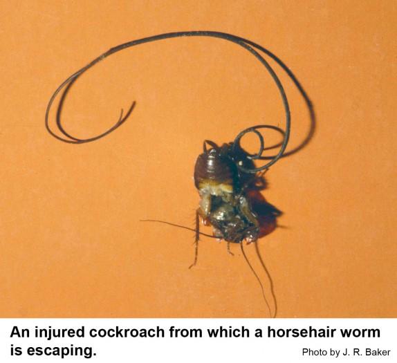 injured cockroach from which a horsehair worm is emerging