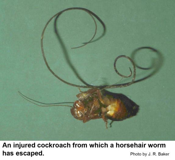 An injured cockroach from which a horsehair worm is emerging