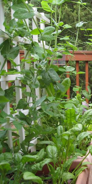 Photo of spinach and pea plants