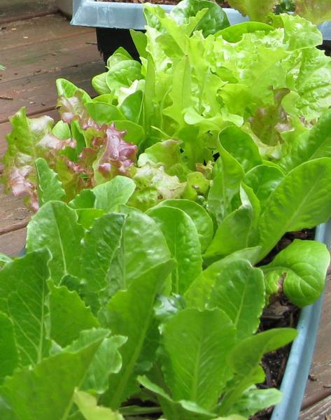 Photo of lettuce