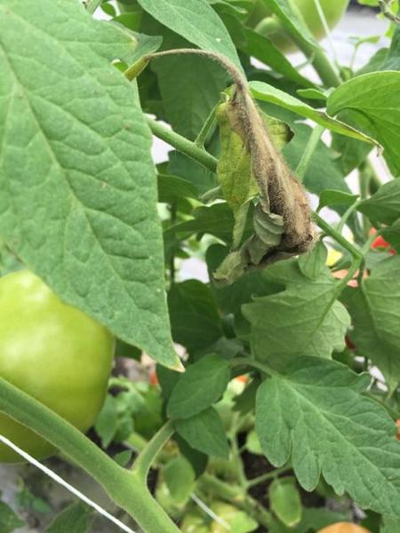 Gray mold caused by Botrytis cinerea on high tunnel tomatoes