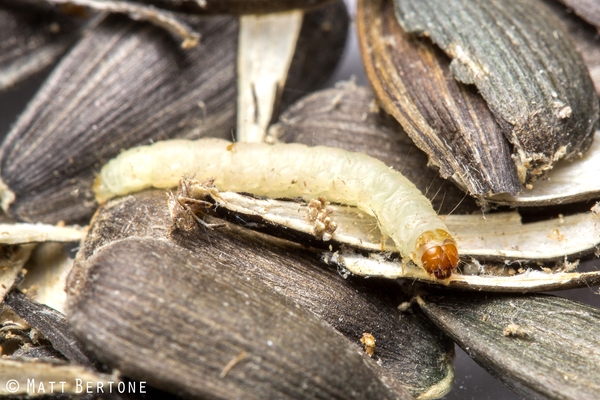 An Indianmeal moth larva (pale caterpillar) in bird seed.