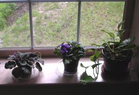 Figure 4. Indoor potted plants that hold excessive moisture can