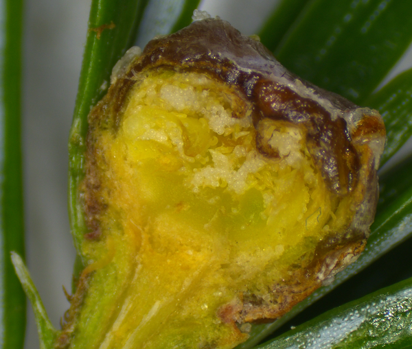 Cross-section of bud infested with Rosette Bud Mites