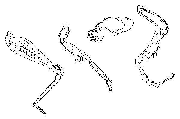 insect leg line drawings