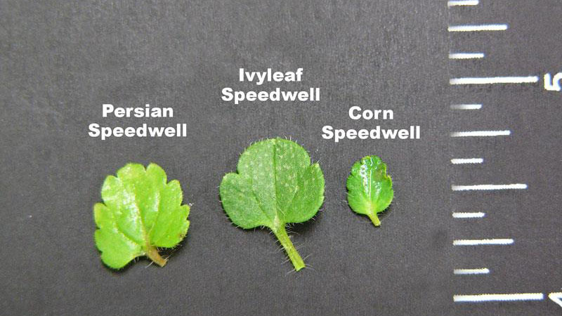 Ivyleaf speedwell leaf margin.