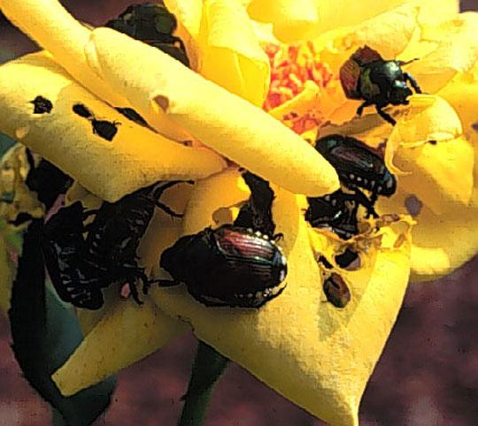 Figure 2. Japanese beetles.