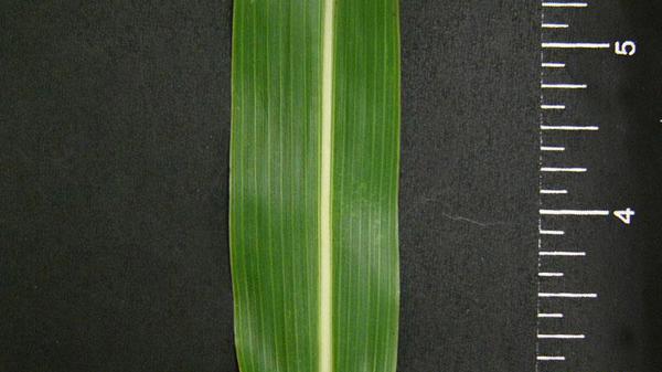 Johnsongrass leaf blade width