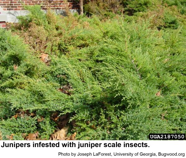 Junipers infested with juniper scale insects
