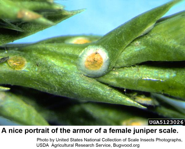 Armor of a female juniper scale