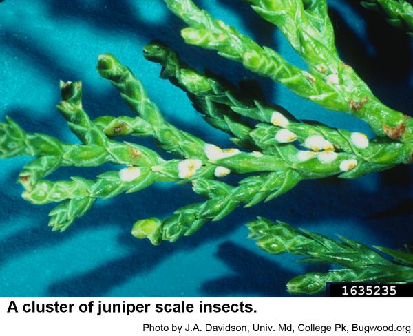 Cluster of juniper scale insects