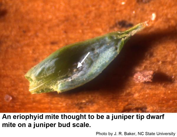 An eirophyid mite thought to be a juniper tip dwarf mite on a juniper bud scale.