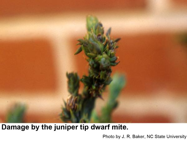 Damage by the juniper tip dwarf mite.