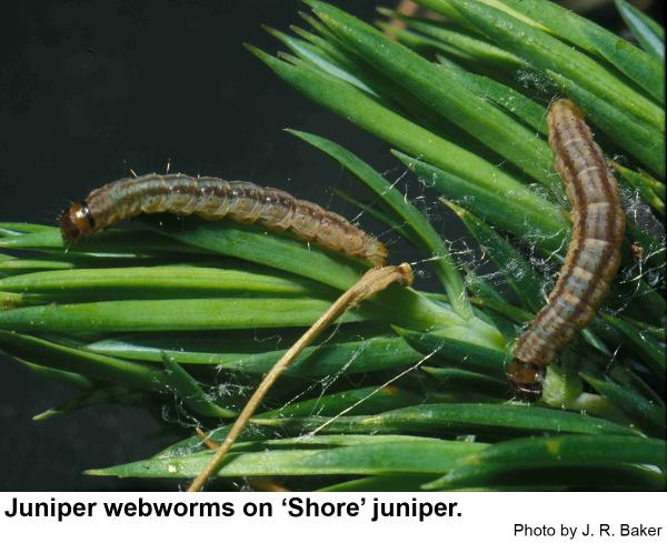 Juniper webworm caterpillars. 