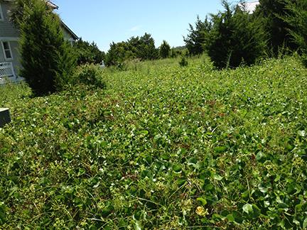 Vacant field overgrown with kudzu