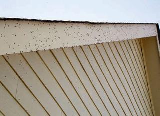 Kudzu bugs on trim near roof of home