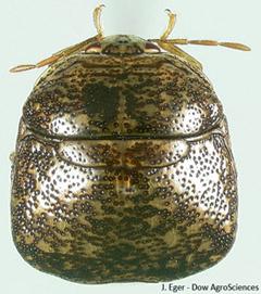 Dorsal view of an Adult kudzu bug.