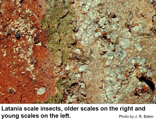 Latania scale insects