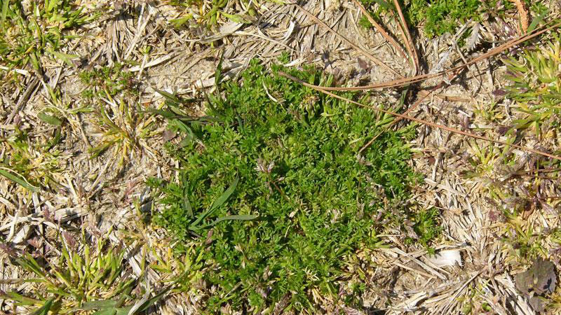 Lawn burrweed growth habit.