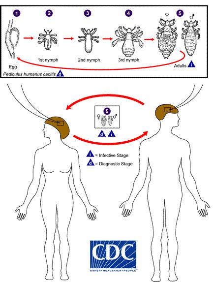 Drawing of the life cycle of head lice from egg through adult
