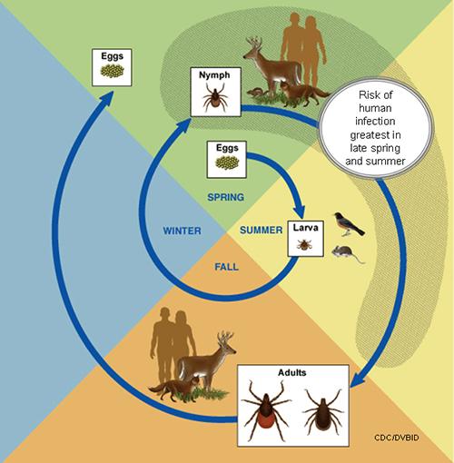 Thumbnail image for Ticks and Tick-Borne Diseases