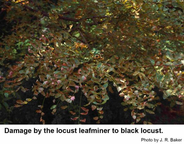 Damage by the locust leafminer to black locust