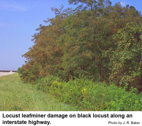 Locust leafminer damage on black locust along an interstate highway.