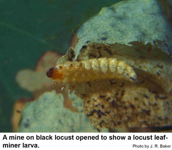 A mine on black locust opened to show a locust leaf-miner larva.