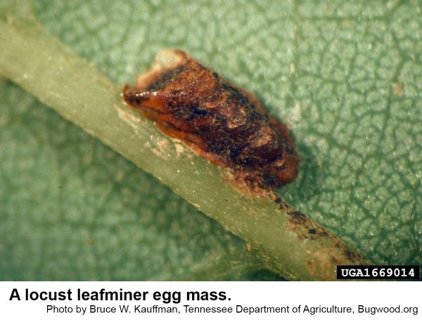 A locust leafminer egg mass.