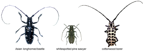 Side by side images of longhorned beetles