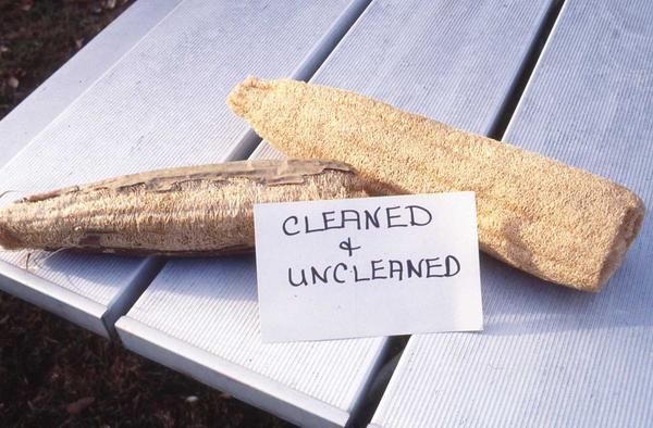 Dried luffa gourd before and after the outer "skin" was removed