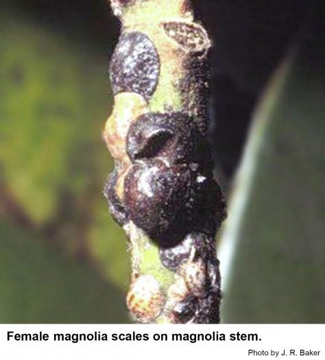 Female magnolia scales on magnolia stem