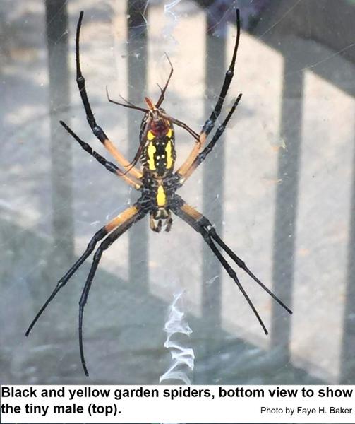 Male and Female yellow garden spiders to show size difference