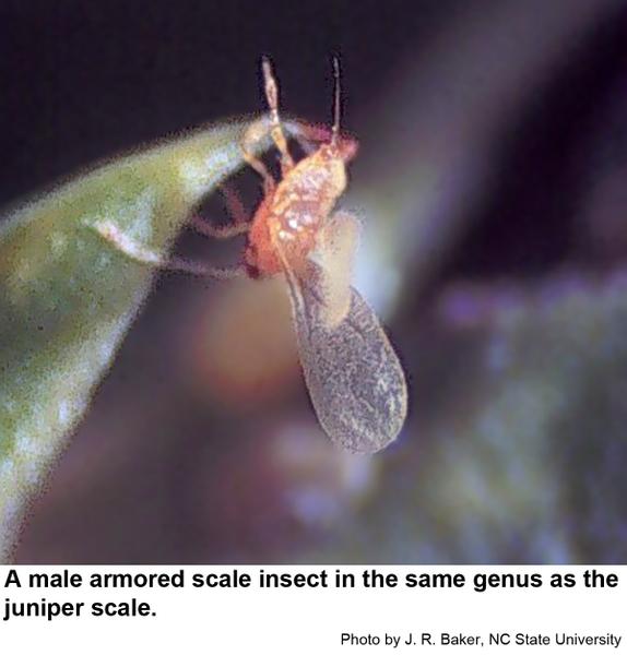 Male juniper scale insect in the same genus as the juniper scale