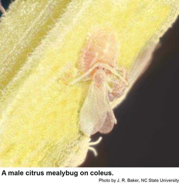 Male citrus mealybugs