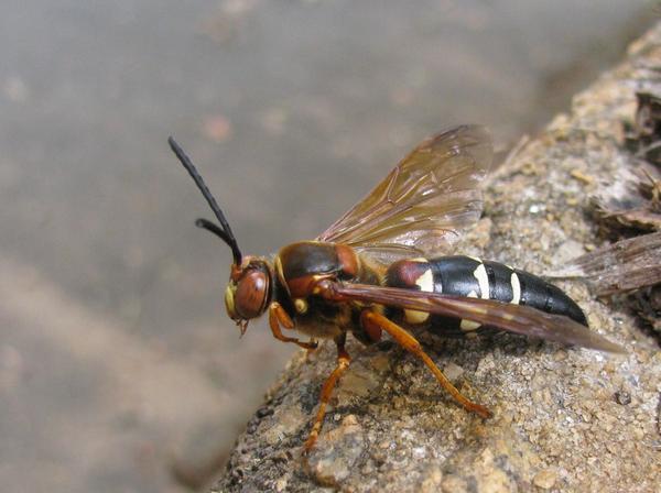 Male cicada killer, perched in his territory