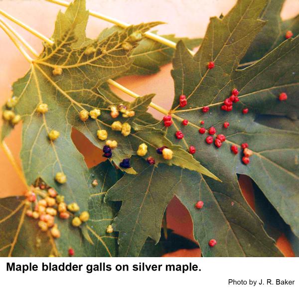 Maple bladder galls