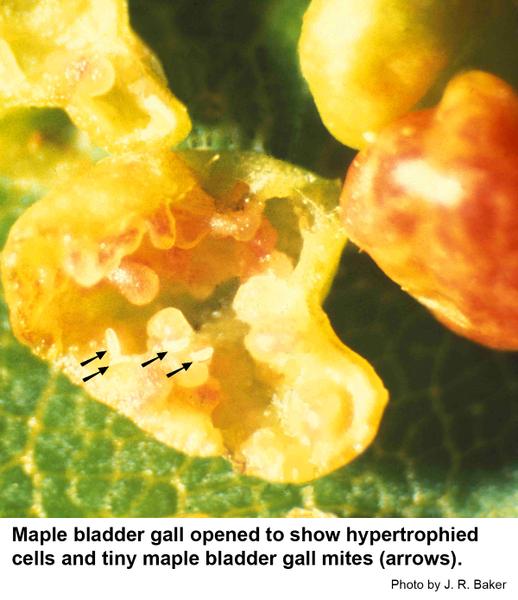 Maple bladder gall opened to show hypertrophied cells and tiny maple bladder gall mites (arrows).