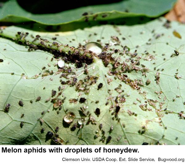 melon aphids with droplets of honeydew