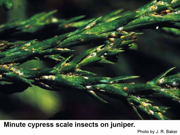Minute cypress scales on juniper