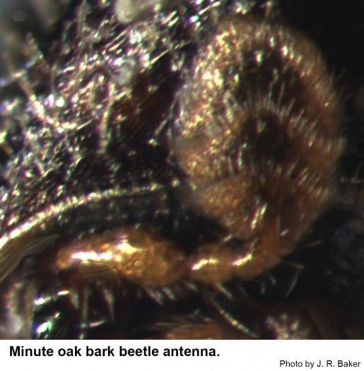 Antenna of the minute oak bark beetle.