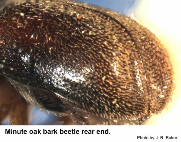 Rear view of the minute oak bark beetle.